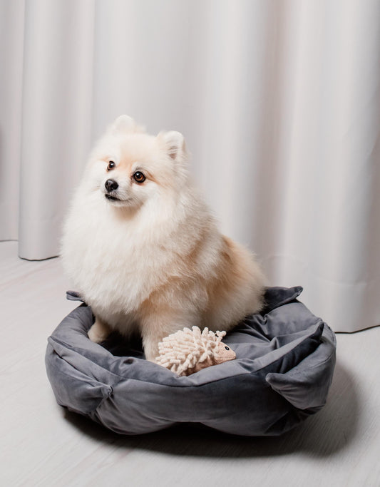 Dog Bed - Designer for Dogs Dog Bed Pillow for Puppy Modern Dog Bed Dog House