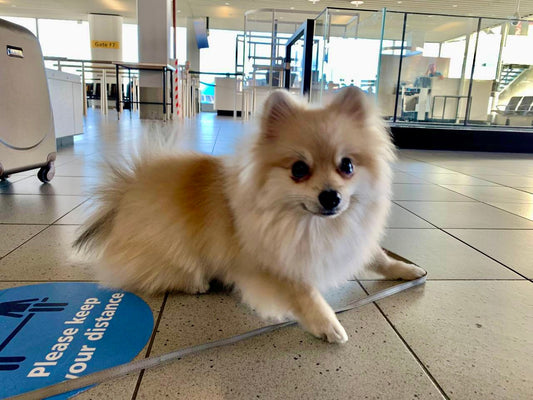 Pomeranian dog lying on airport floor near departure gate, traveling with a small dog by plane