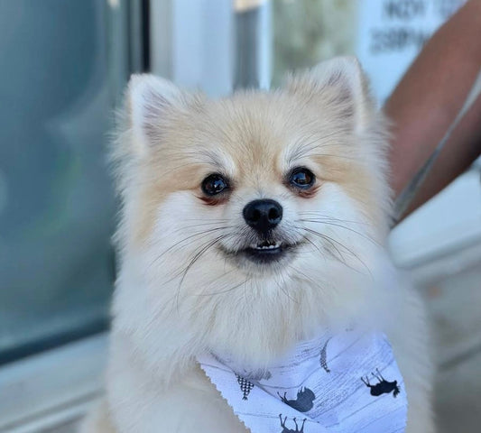 Cream Pomeranian puppy wearing a white bandana sitting outdoors – first year care and training guide