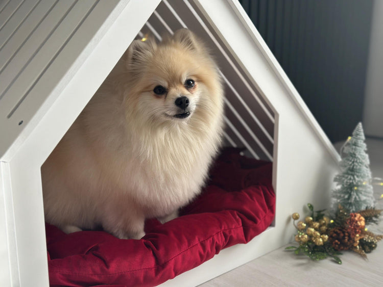 Small Pomeranian dog sitting in a white wooden dog house with red bedding and Christmas holiday decorations.