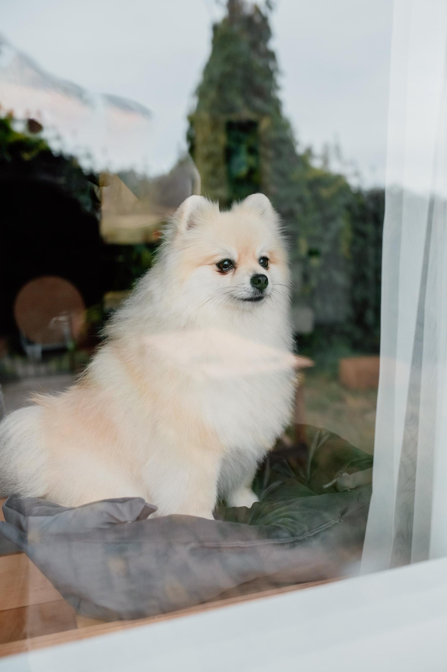 Small dog resting inside indoor dog house with stairs, cozy wooden dog crate furniture.